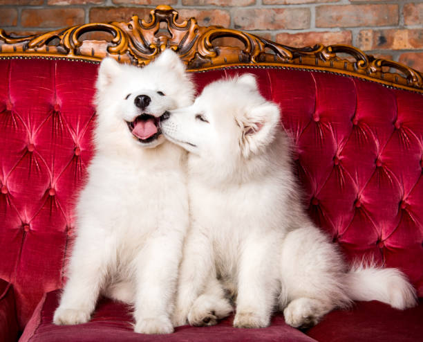 dog image